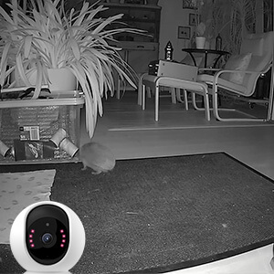 Reolink Camera